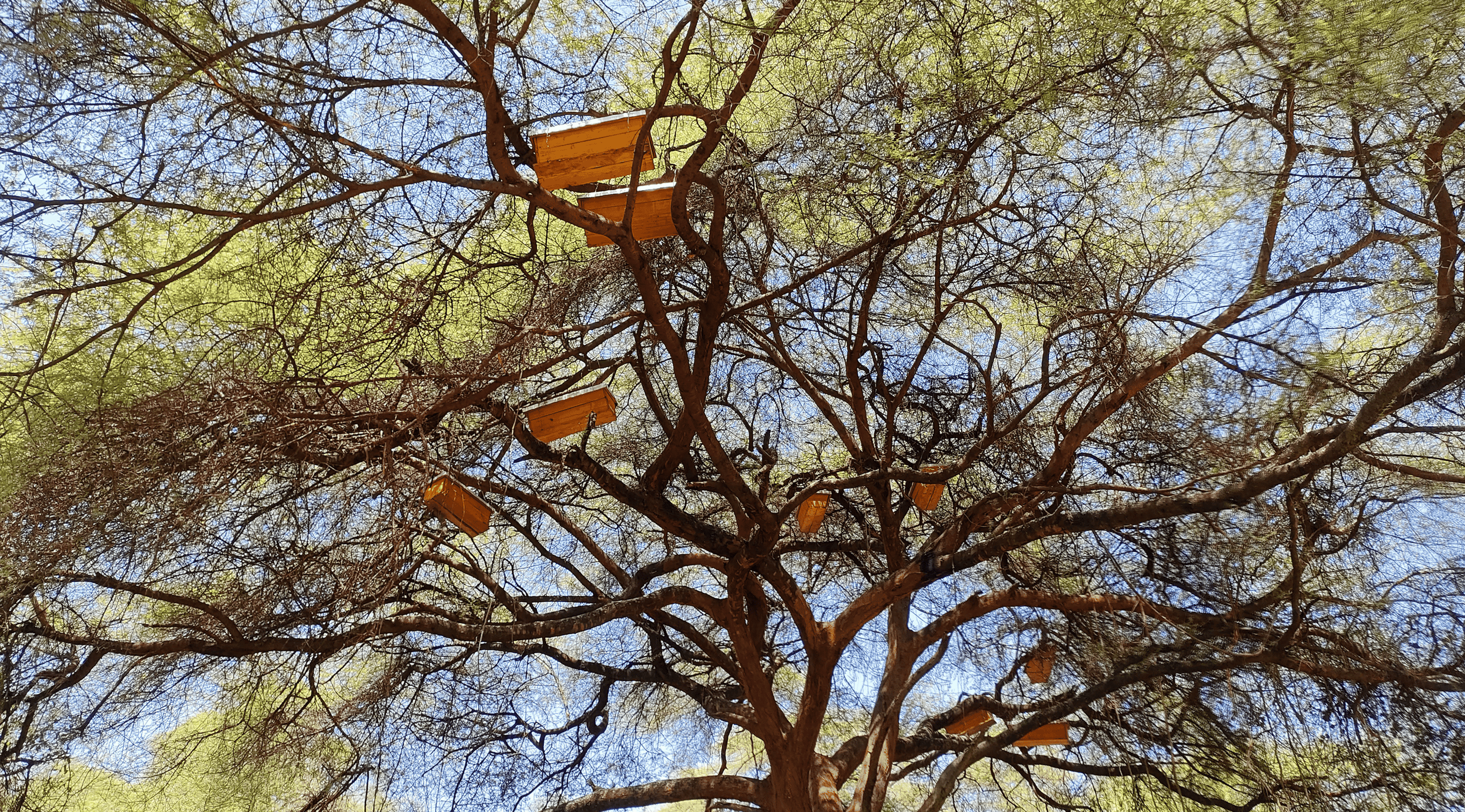Beekeeping project overview