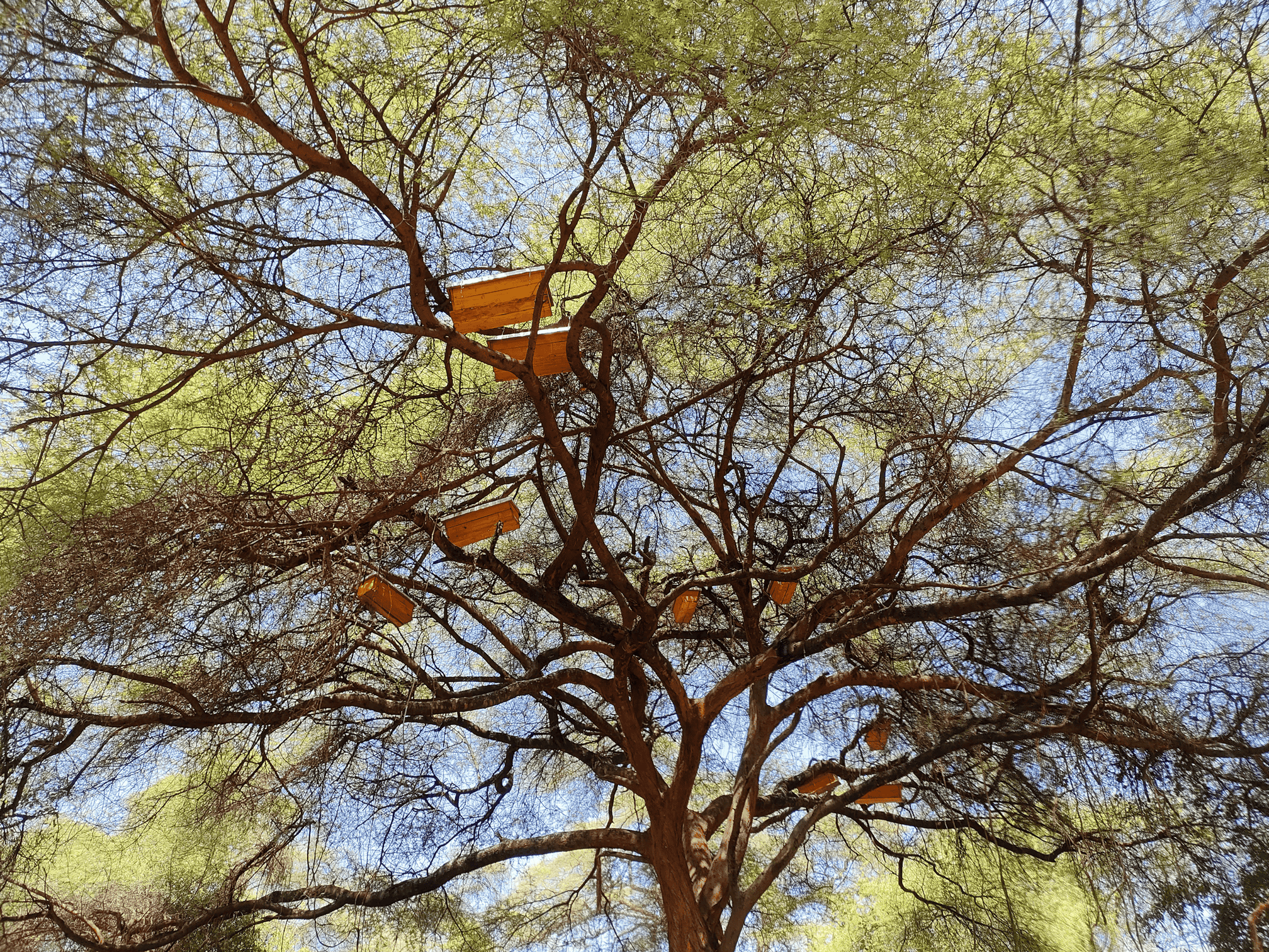 Honey harvesting process